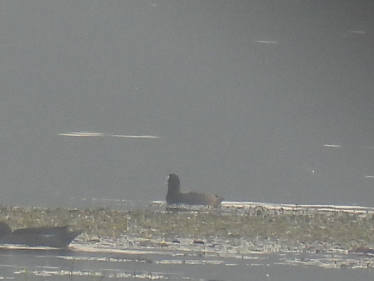 Eurasian Coot - ML645894737