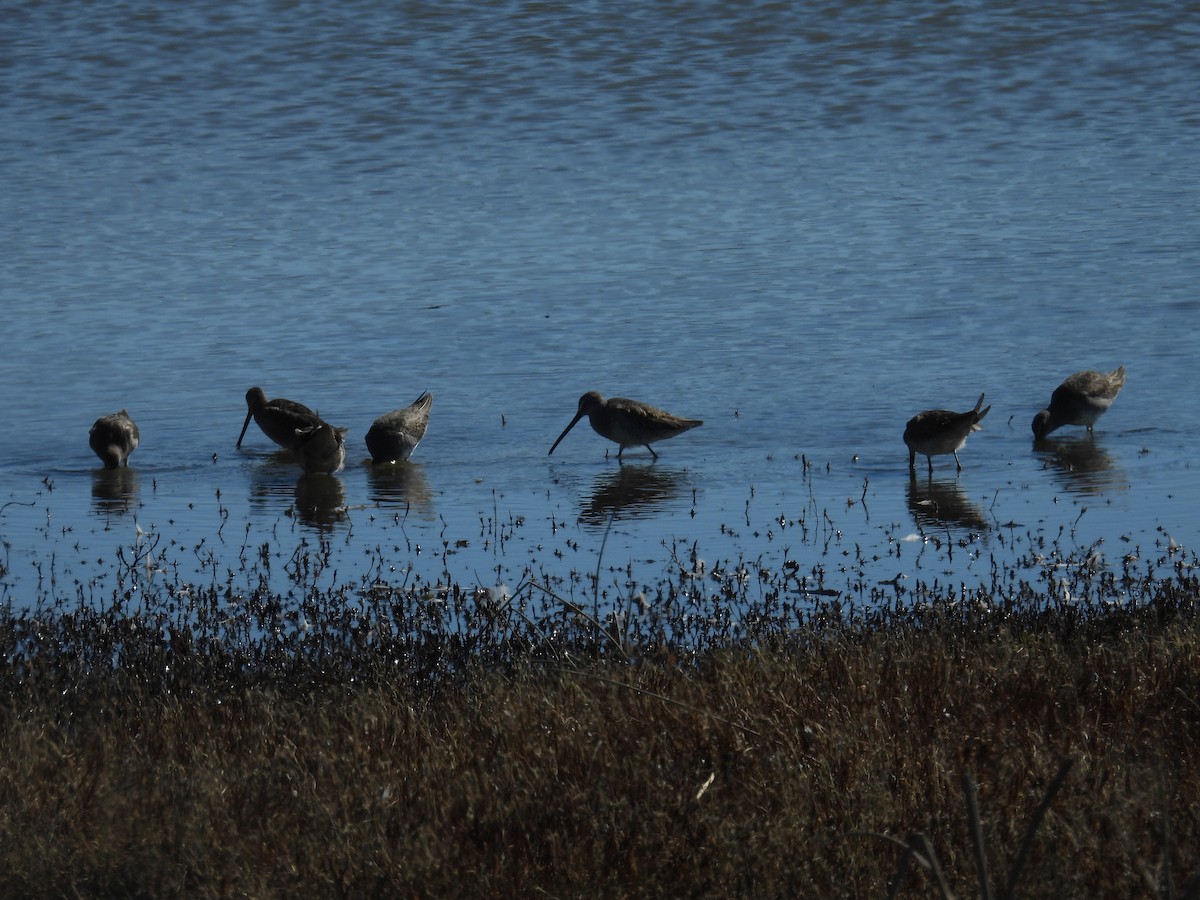 Long-billed Dowitcher - ML645894739