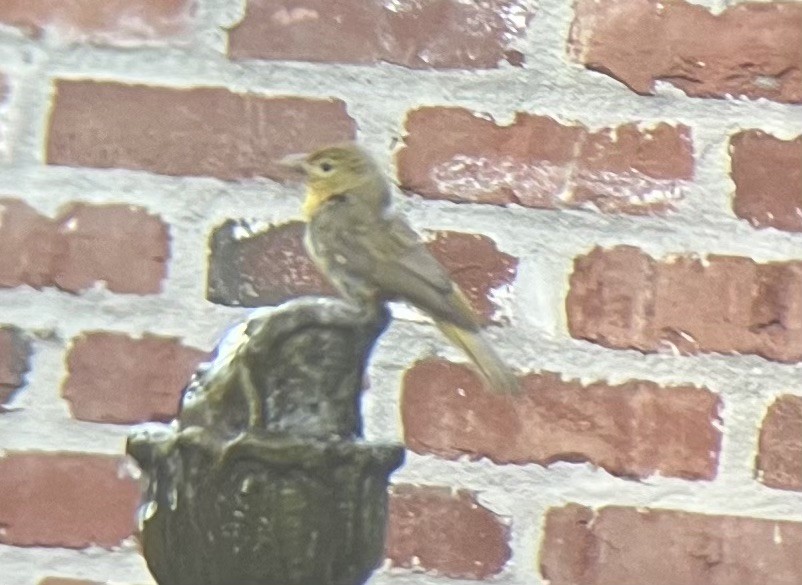 Summer Tanager - ML645894741