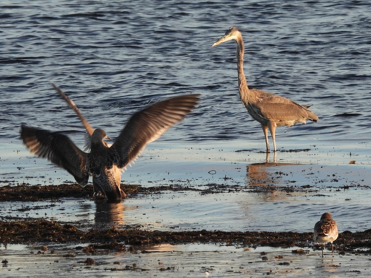 American Herring Gull - ML645894744