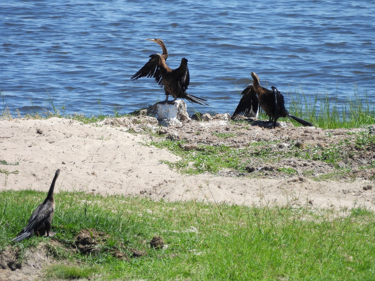 Африканская змеешейка - ML645894747