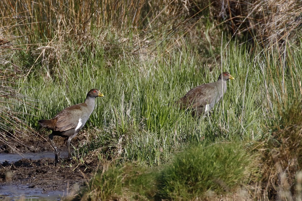 Тасманийская камышница - ML645894748