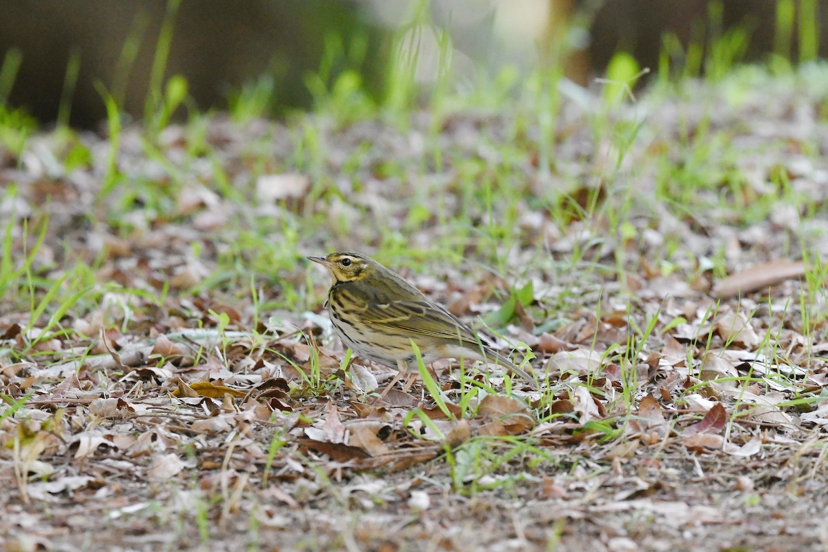 Olive-backed Pipit - ML645894749