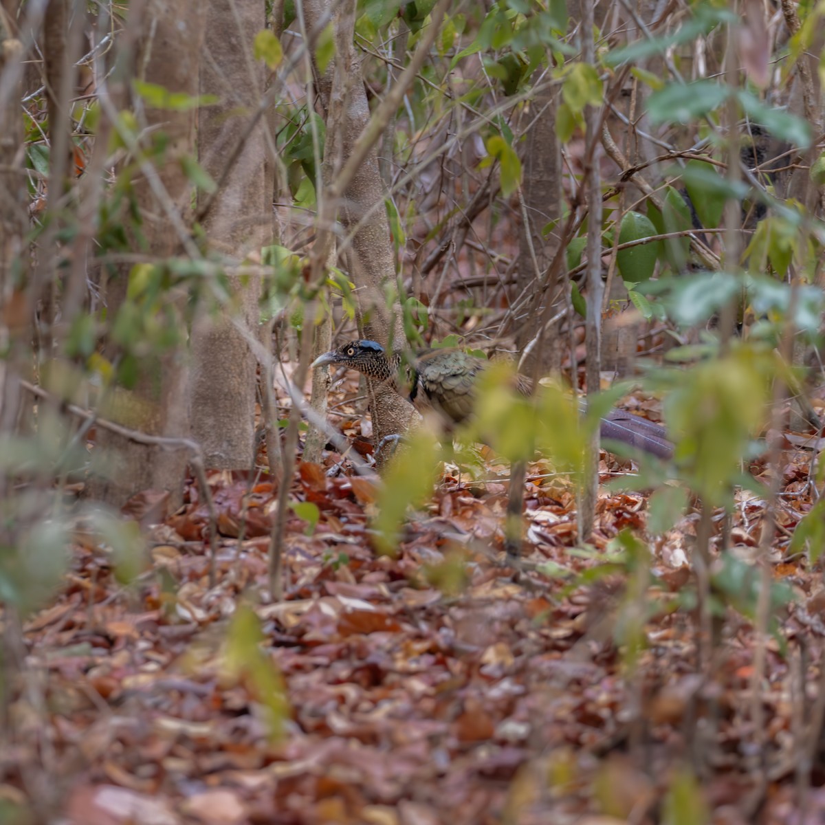 Медная земляная кукушка - ML645894750