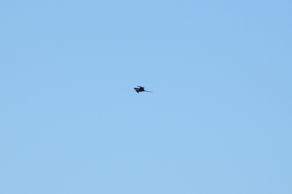 Великолепный фрегат - ML645894751