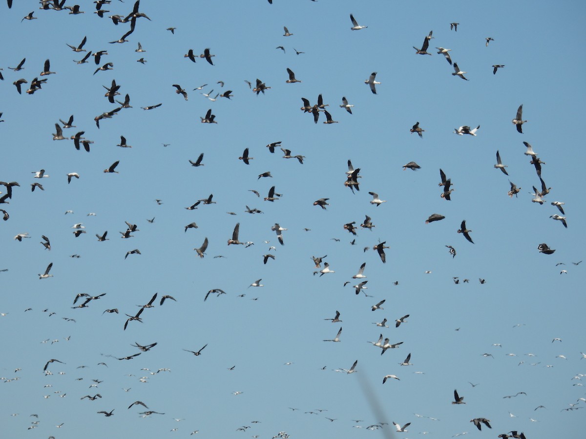 Белый гусь - ML645894752