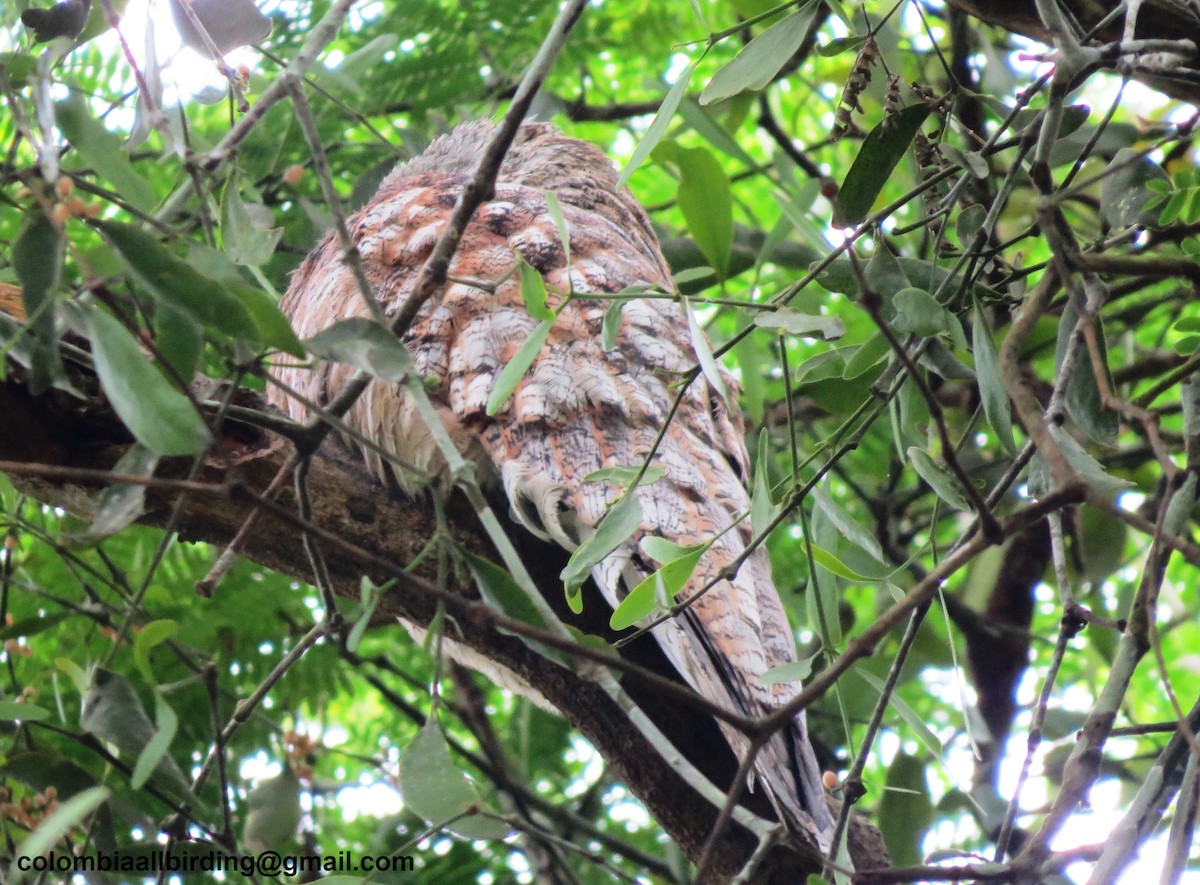 Исполинский уратао - ML645894753