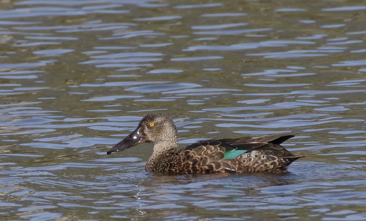 Австралийская широконоска - ML645894754