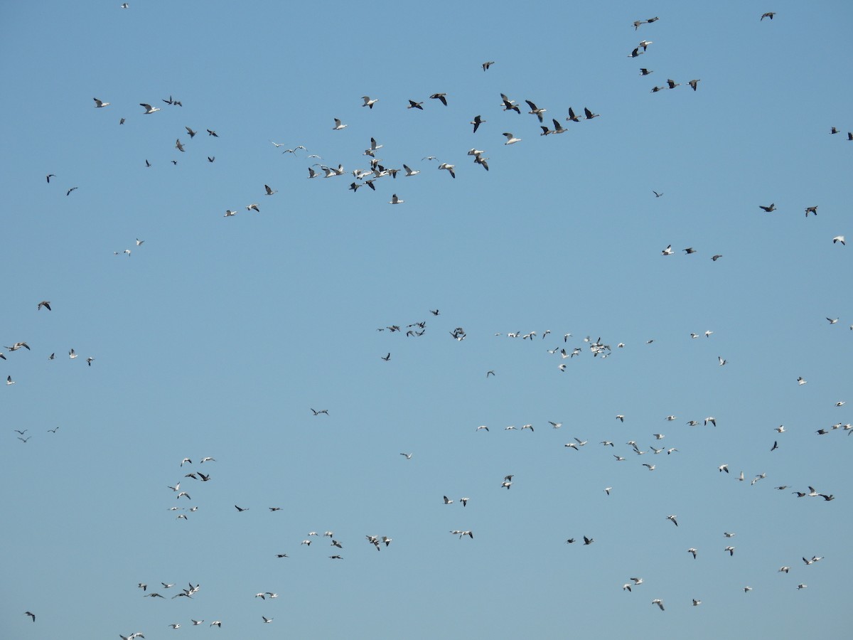 Белый гусь - ML645894755