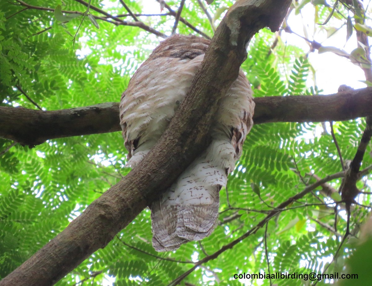 Исполинский уратао - ML645894756