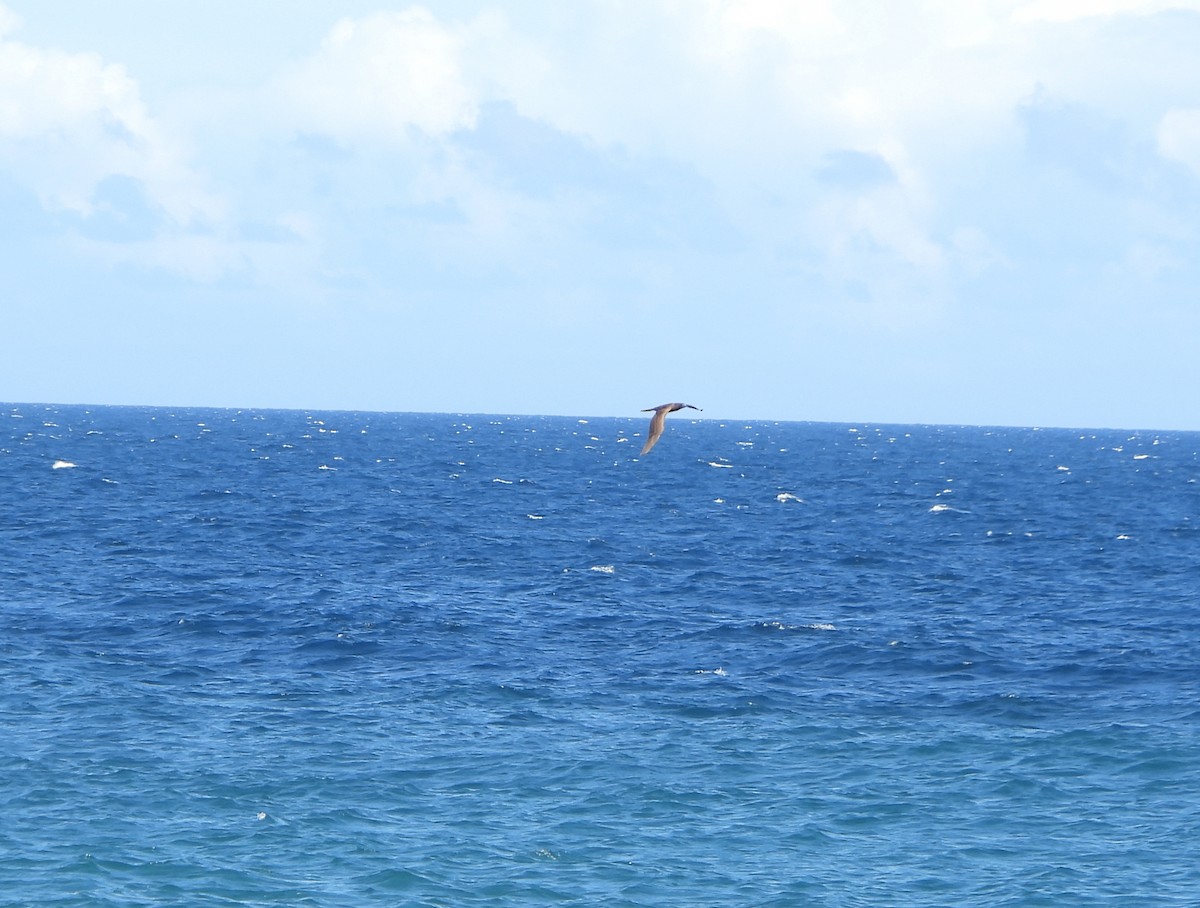 Бурая олуша - ML645894757