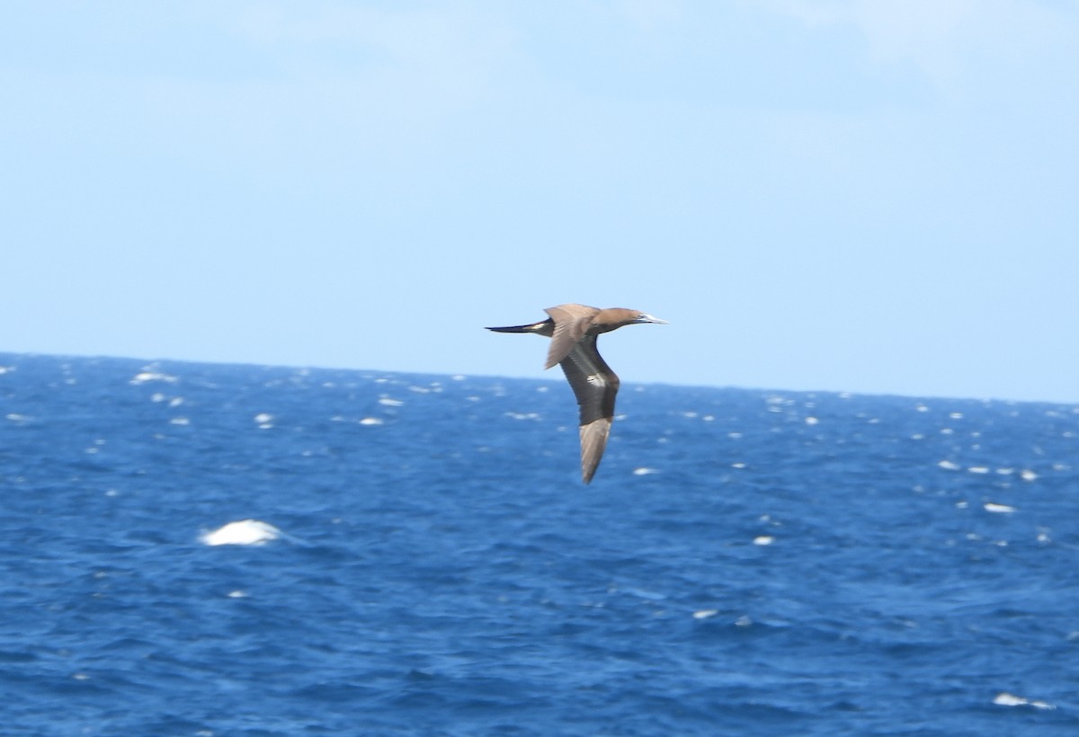 Бурая олуша - ML645894758