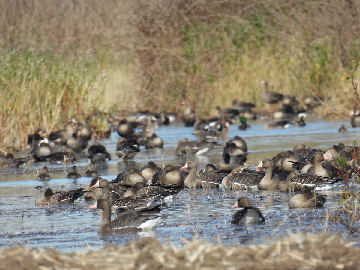 Белолобый гусь - ML645894761
