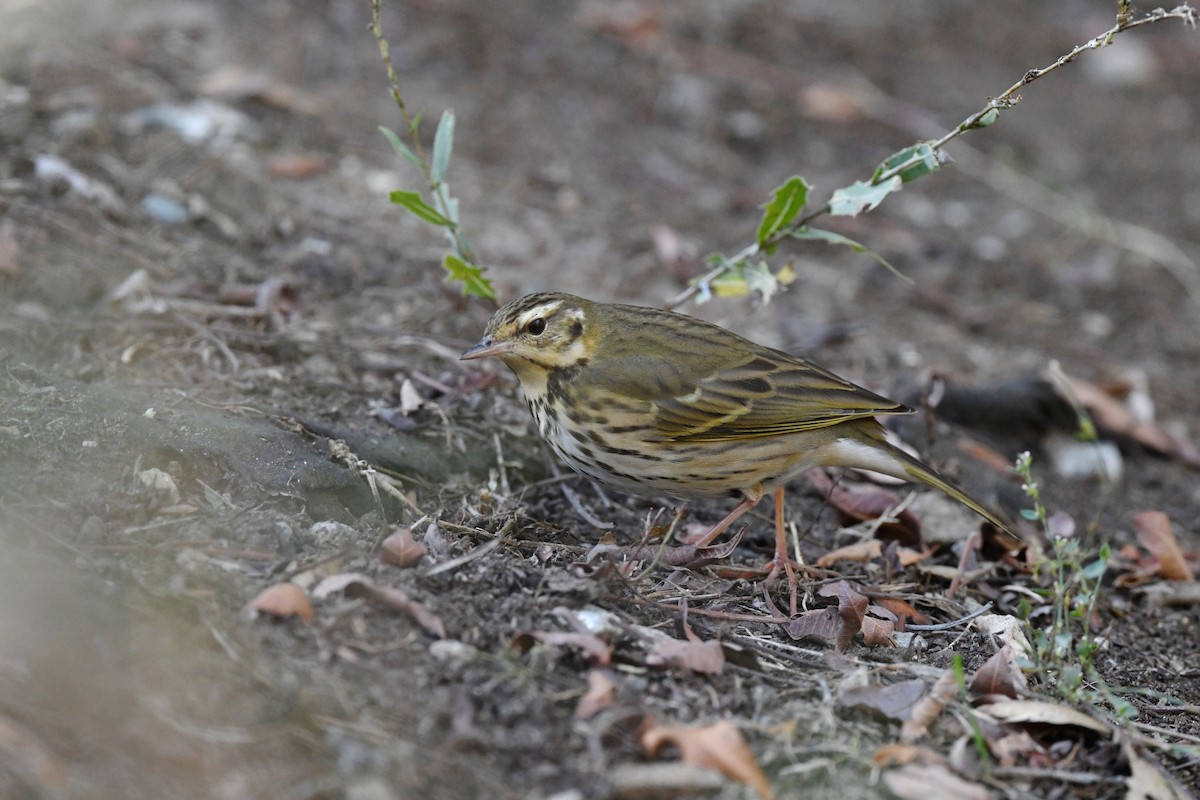 Olive-backed Pipit - ML645894762