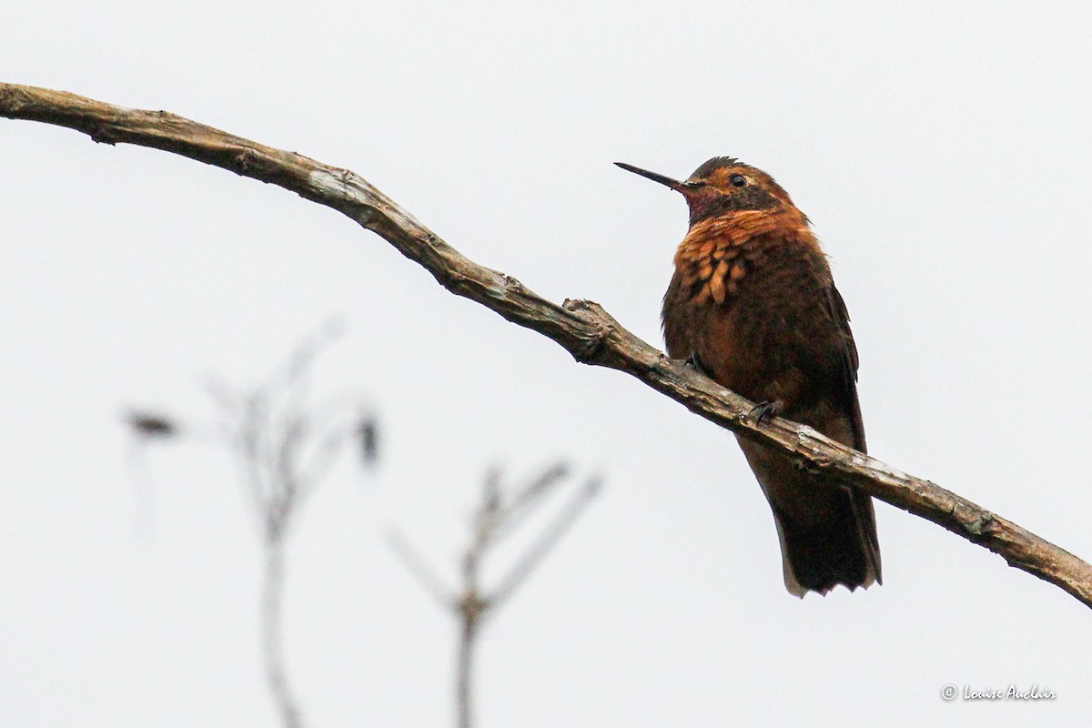 Медная ирида - ML645894763