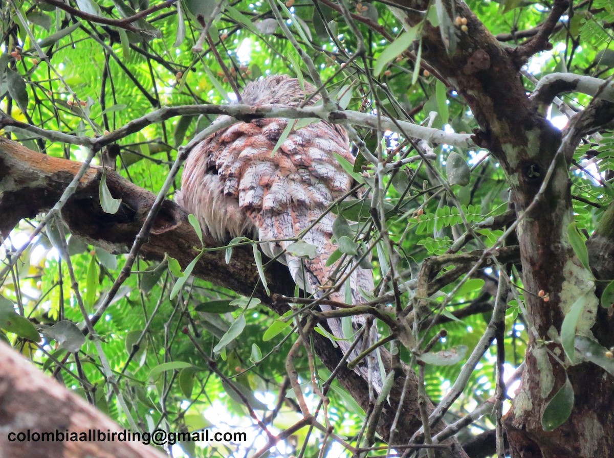 Исполинский уратао - ML645894764