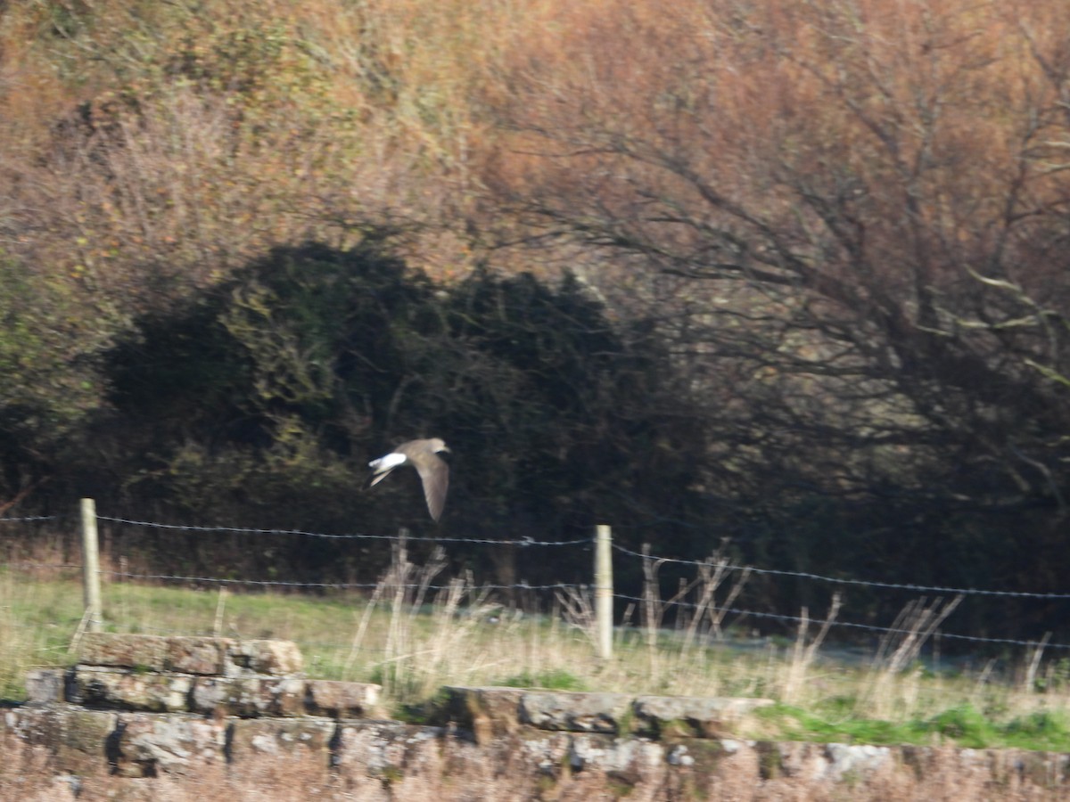 Черныш - ML645894765