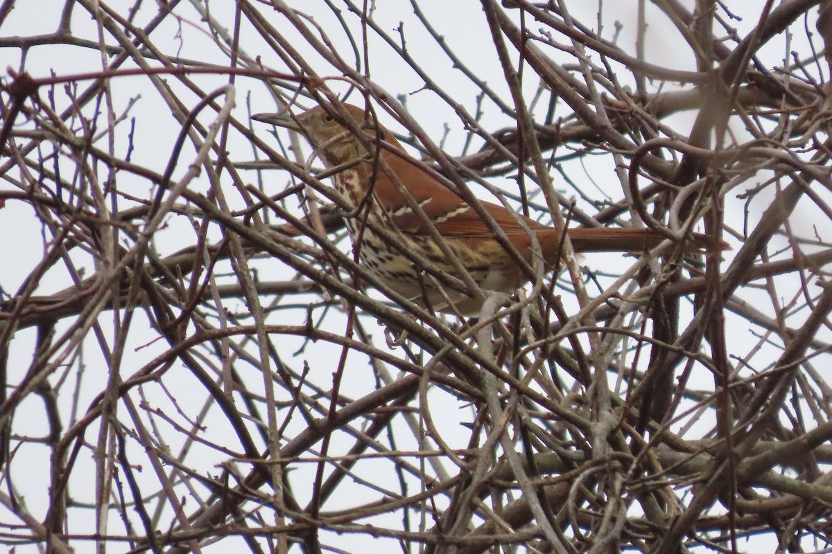 Рыжий пересмешник - ML645894766