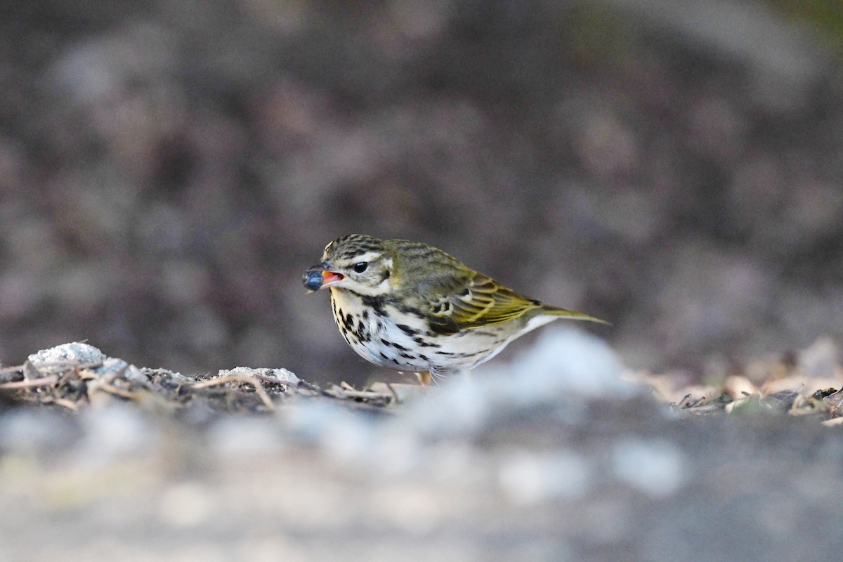 Olive-backed Pipit - ML645894768