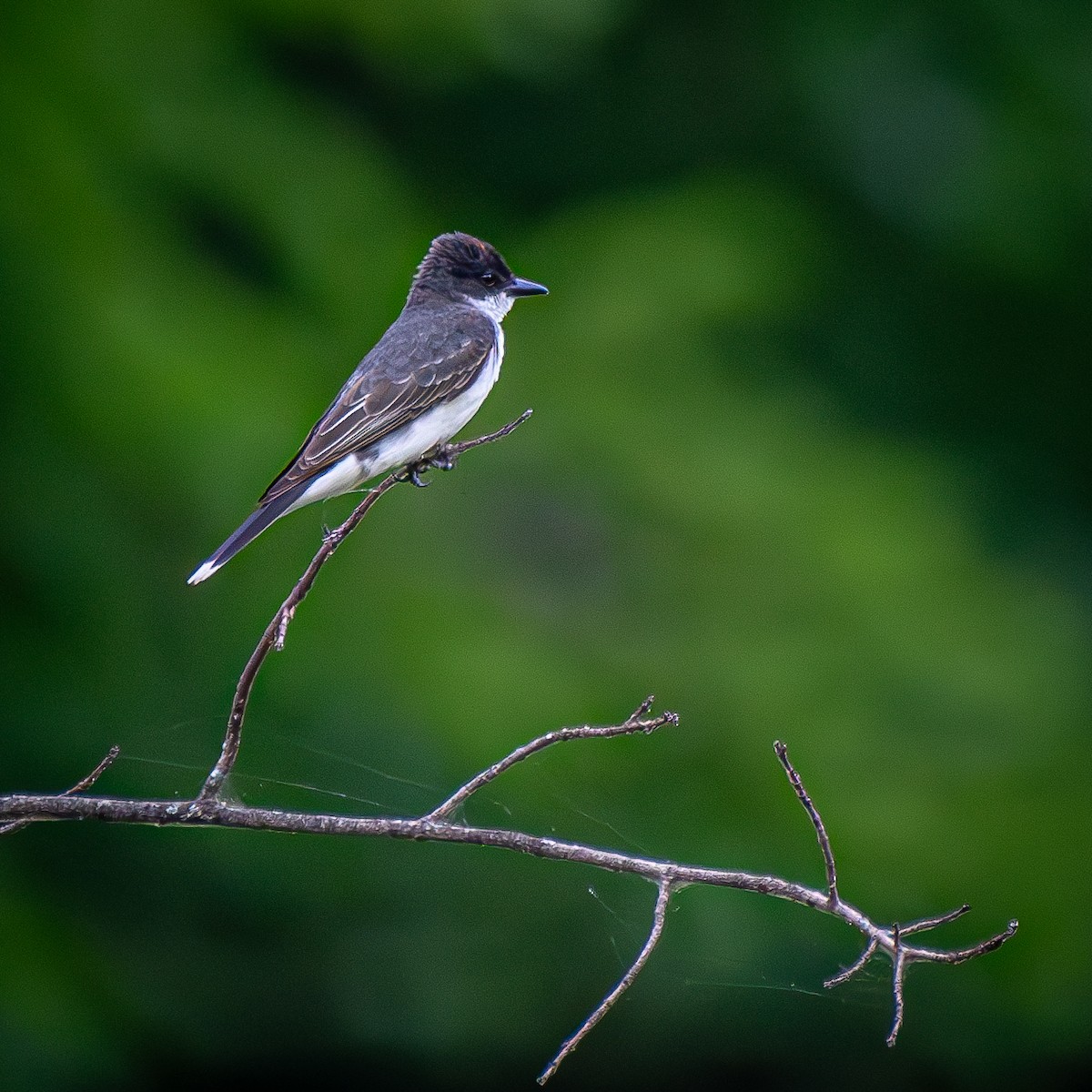 Восточный тиранн - ML645894769