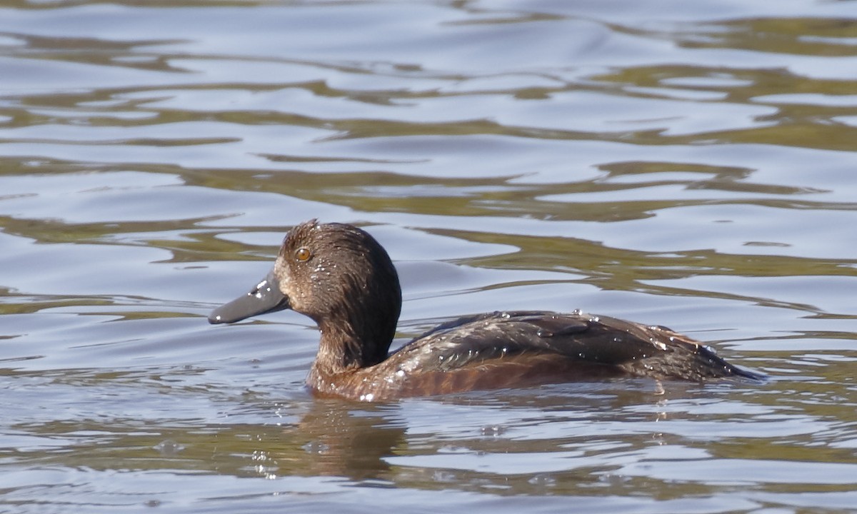 Австралийская савка - ML645894770