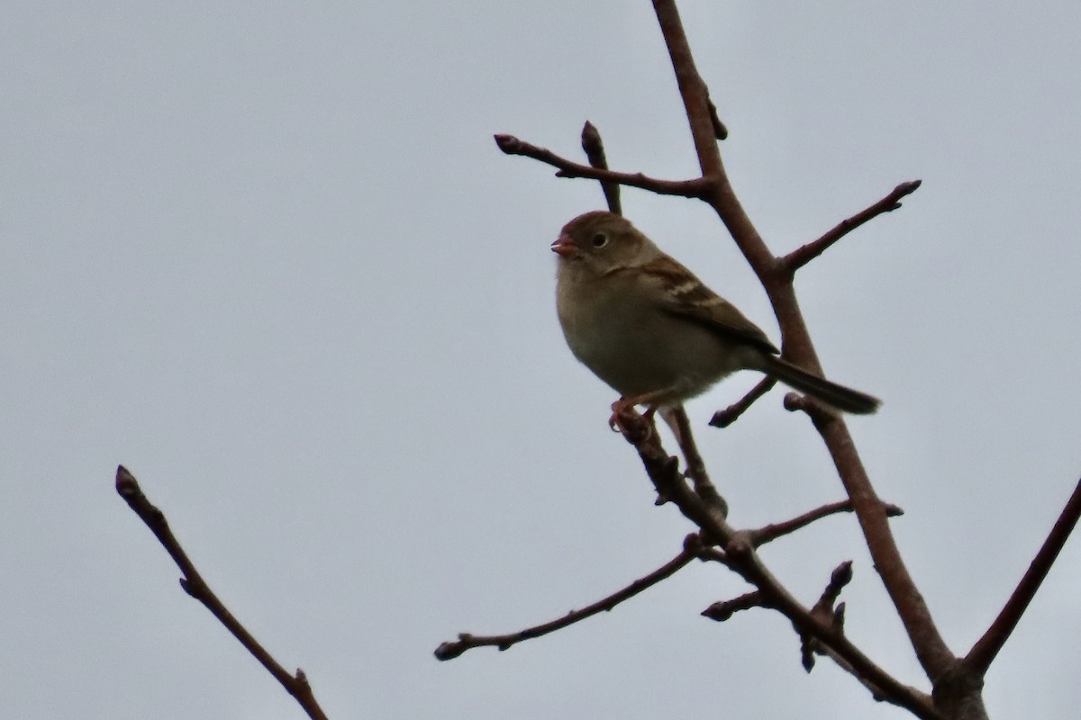 Полевая малая овсянка - ML645894771