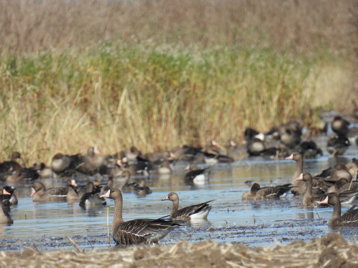 Белолобый гусь - ML645894772