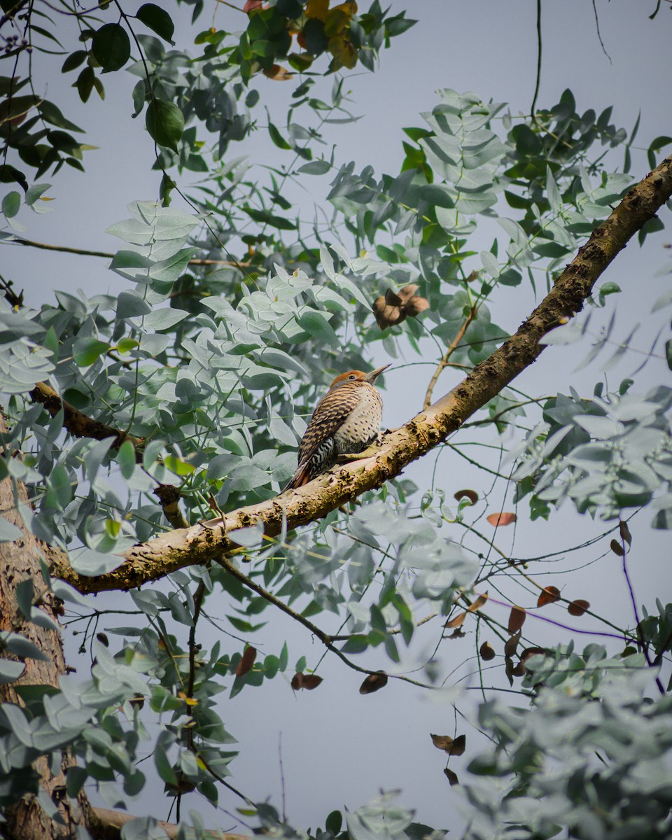 Guatemalan Flicker - ML645894773