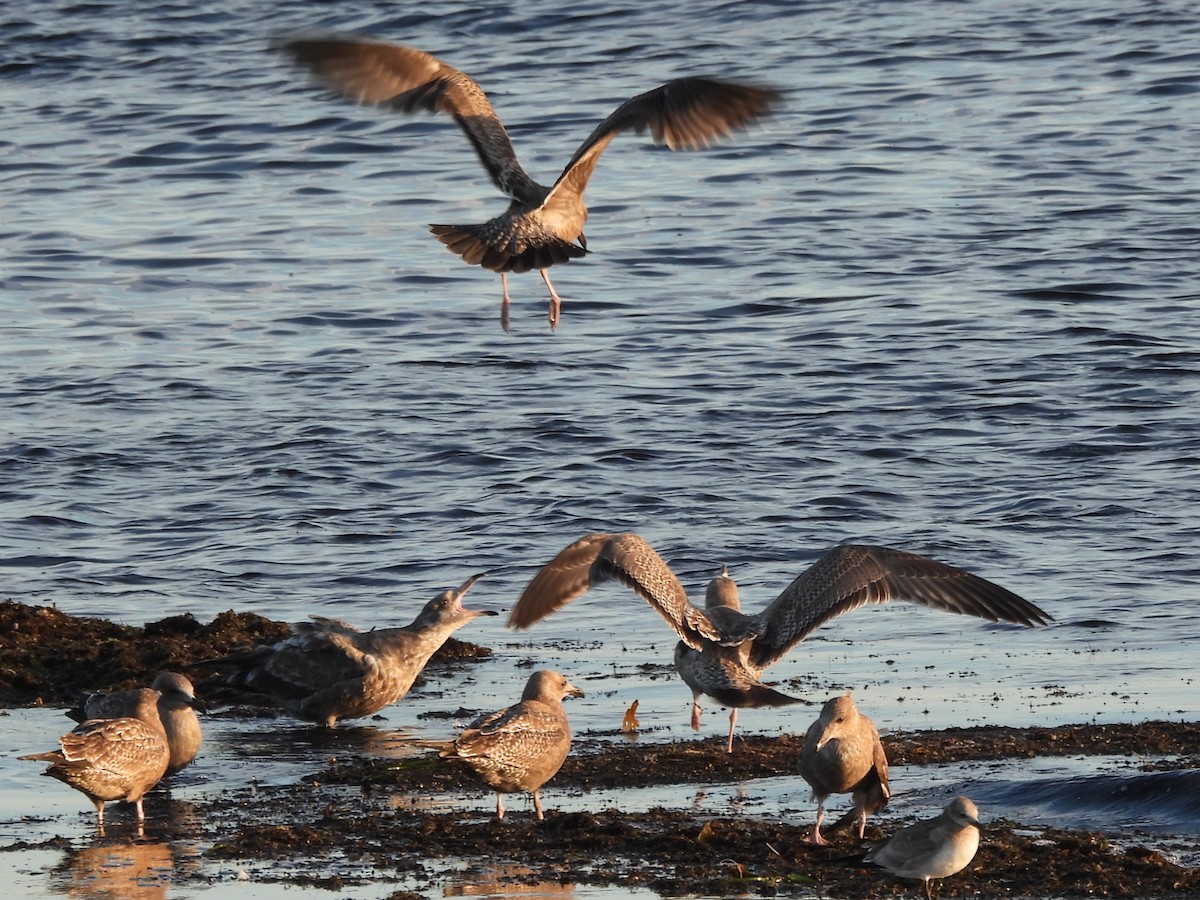 Американская чайка - ML645894774