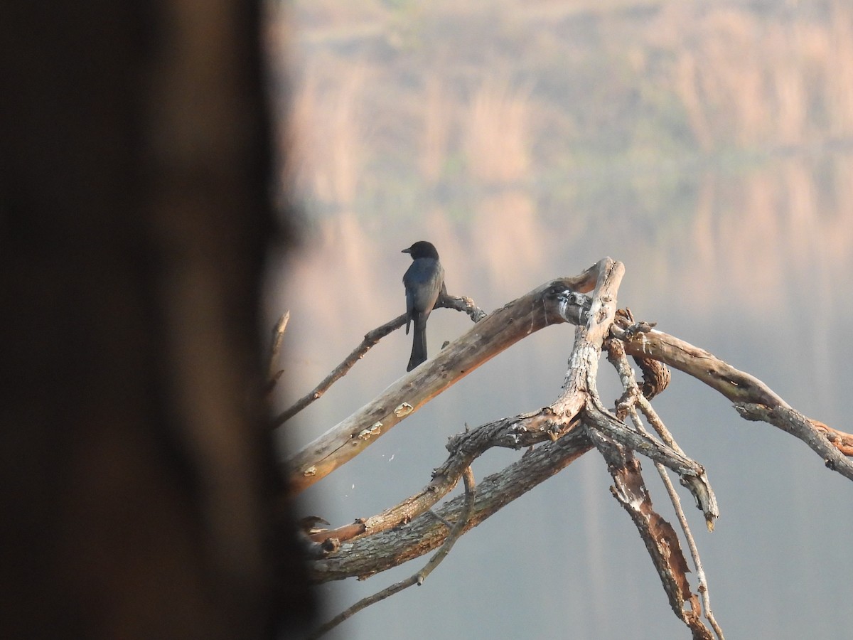 Черный/Пепельный дронго - ML645894775