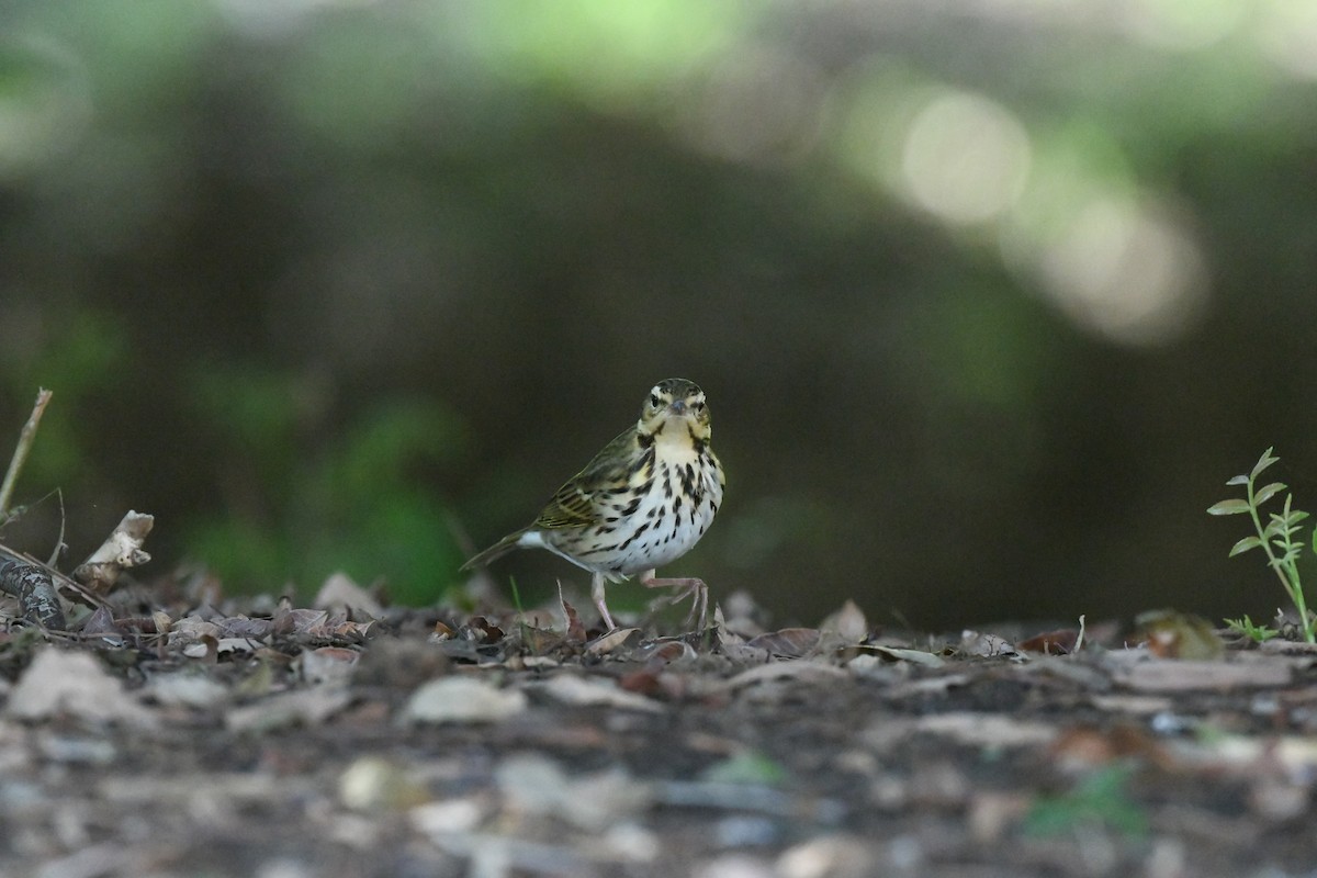 Olive-backed Pipit - ML645894776