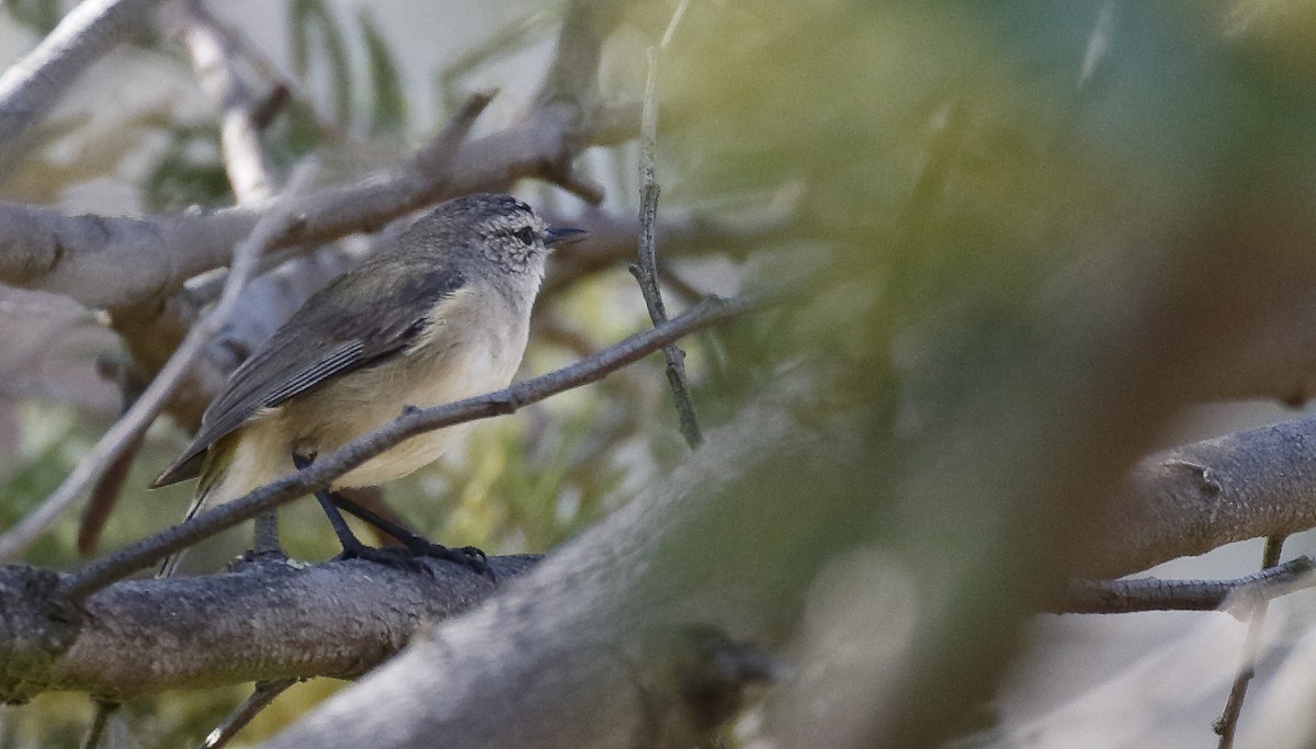 Желтопоясничная шипоклювка - ML645894777