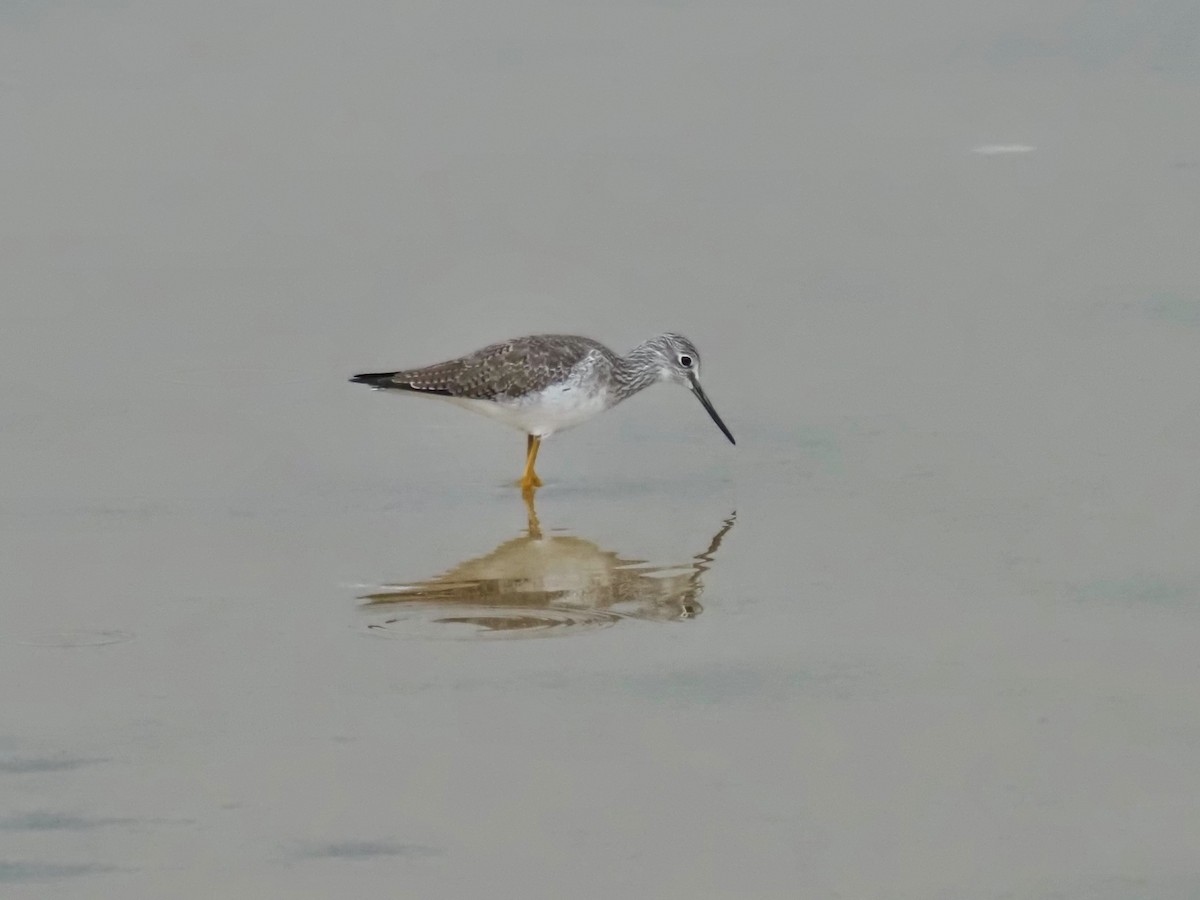 Пёстрый улит - ML645894778