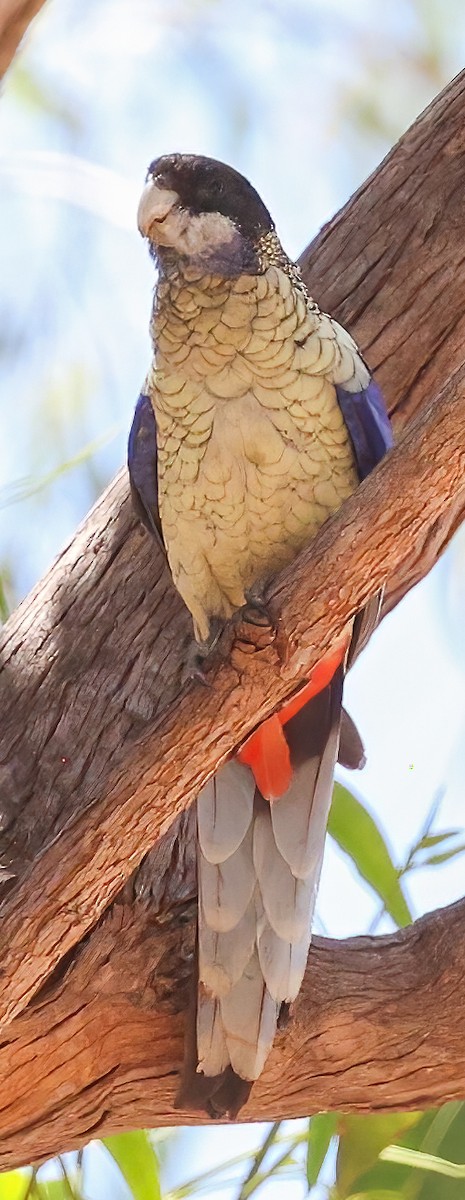 Черноголовая розелла - ML645894779