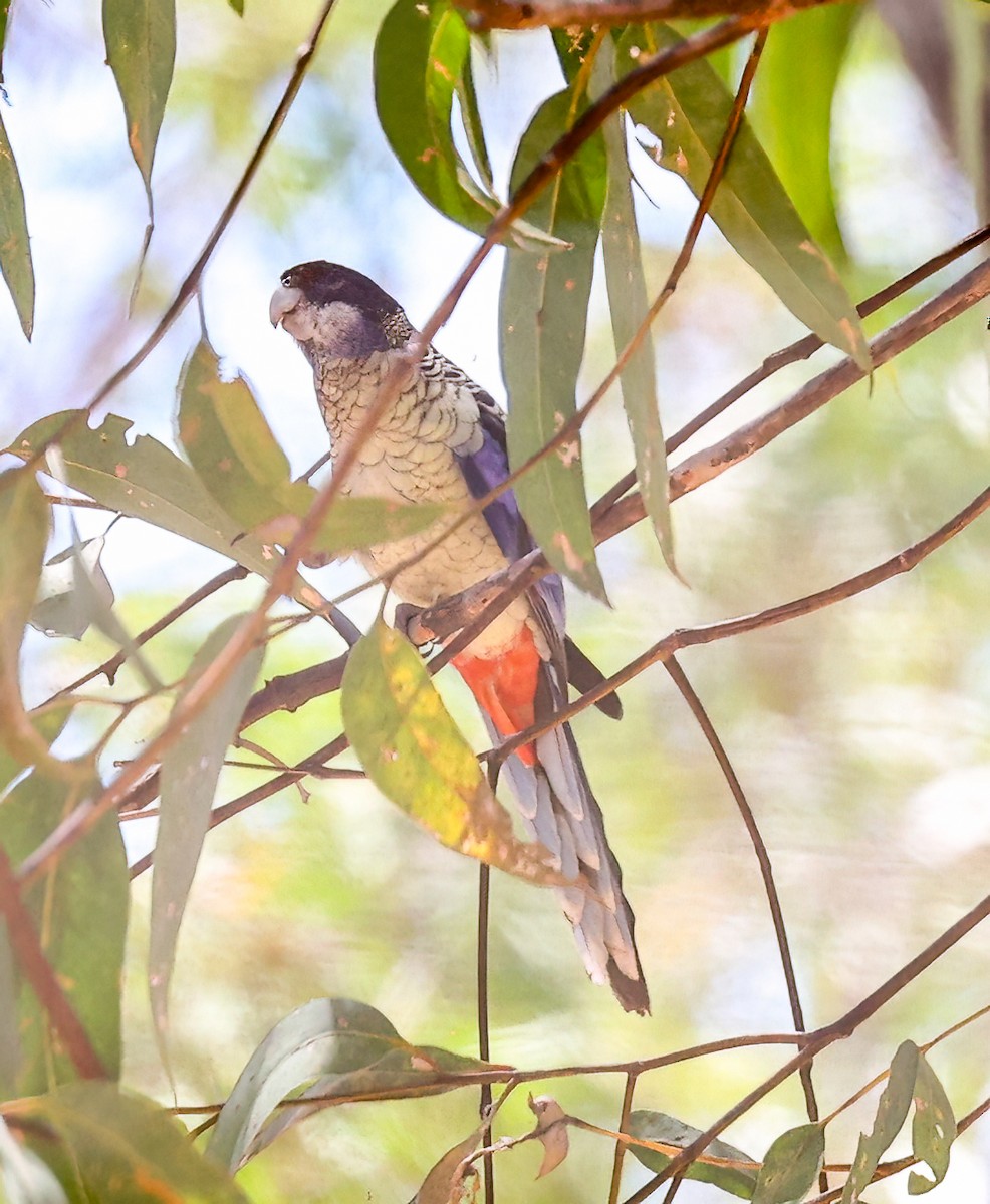 Черноголовая розелла - ML645894780