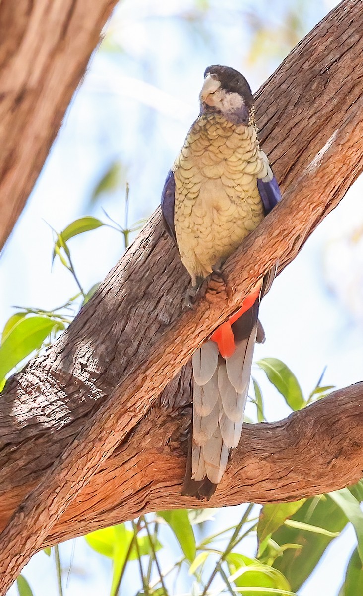 Черноголовая розелла - ML645894781