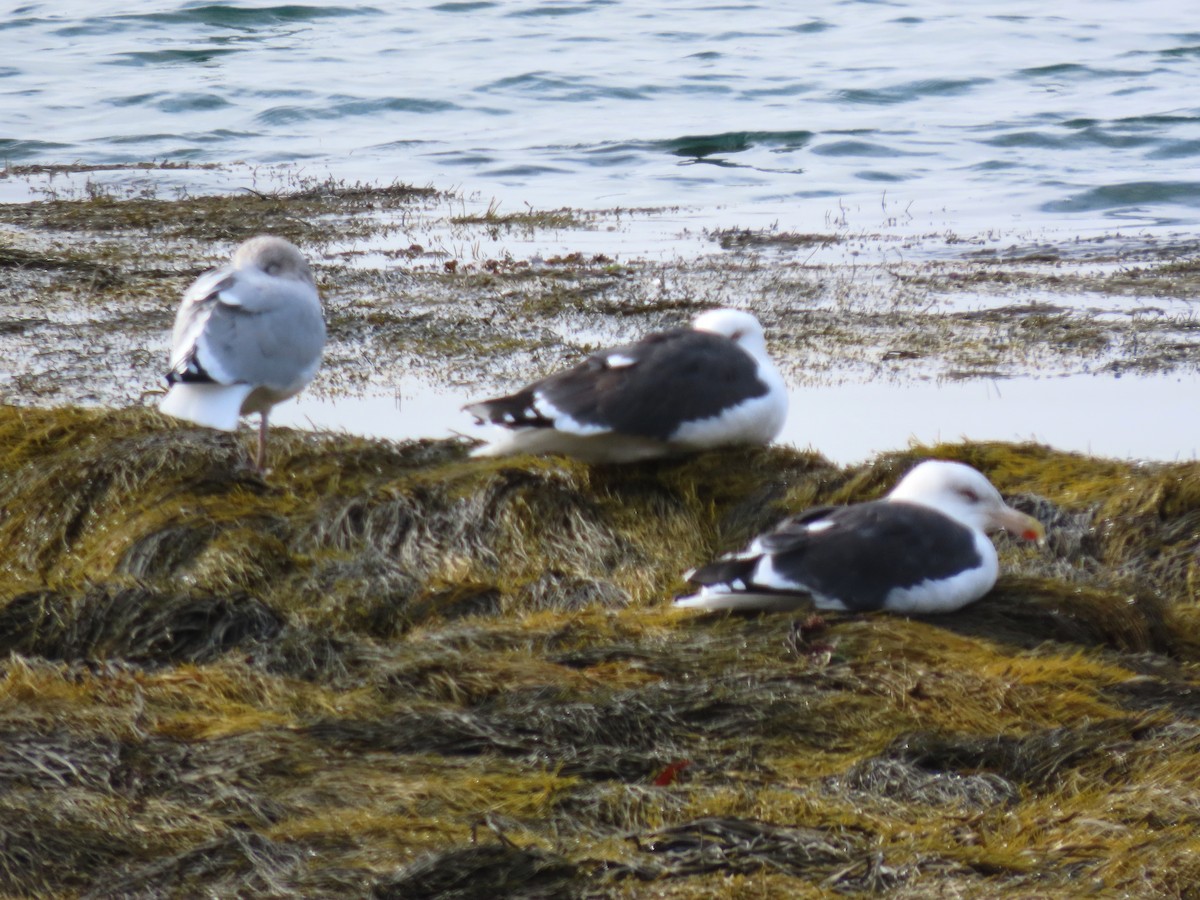 Mugnaiaccio - ML645894782