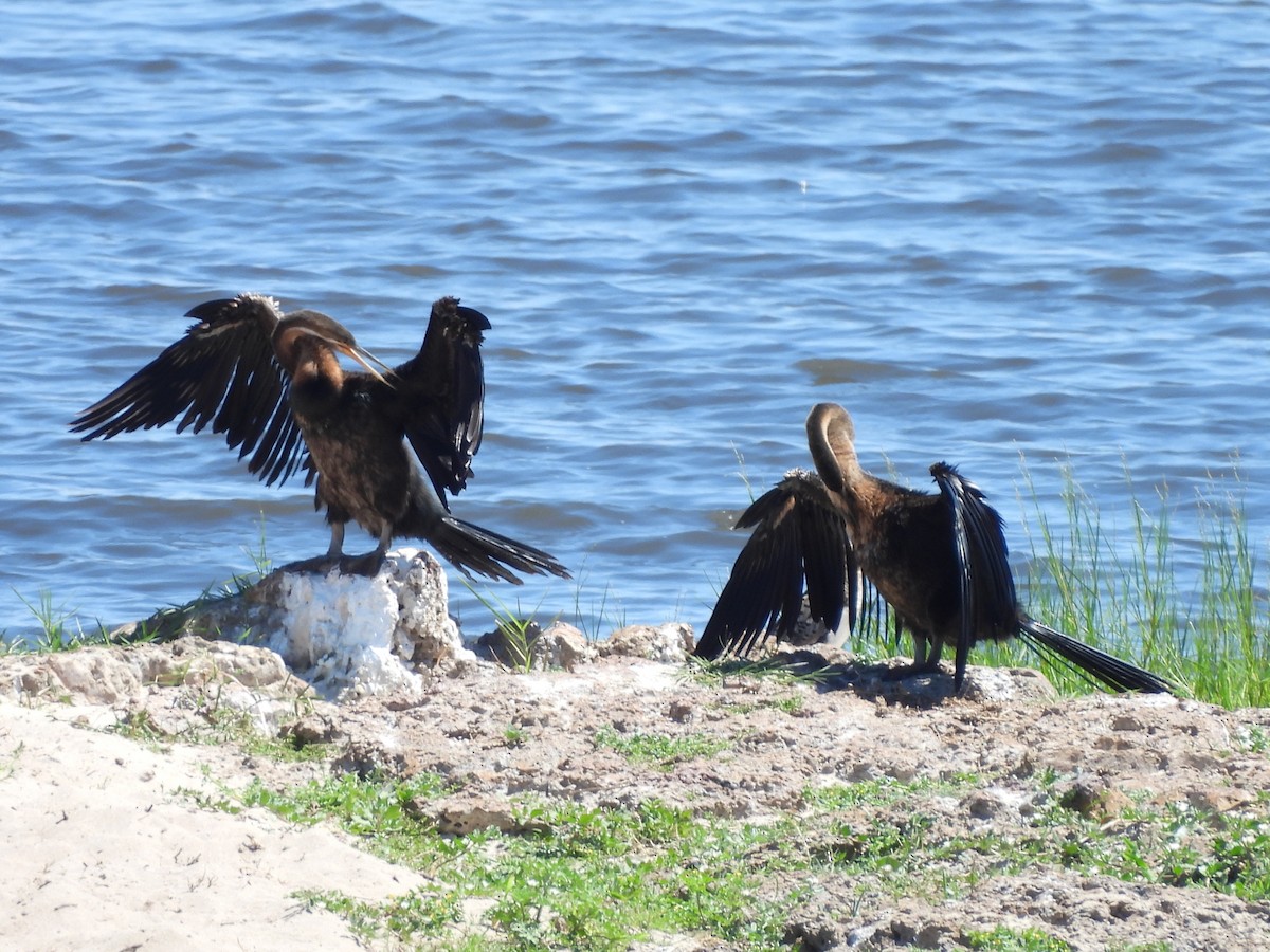 Африканская змеешейка - ML645894783