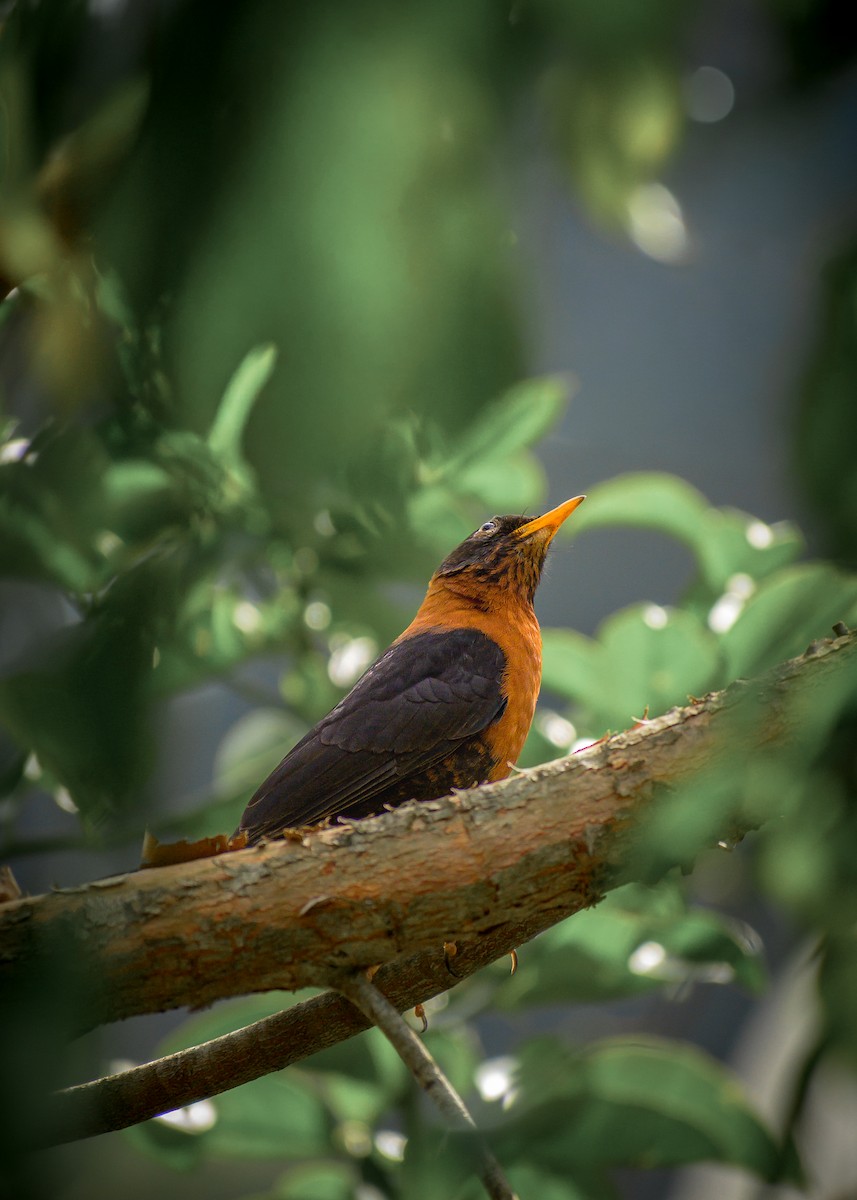 Rufous-collared Robin - ML645894787