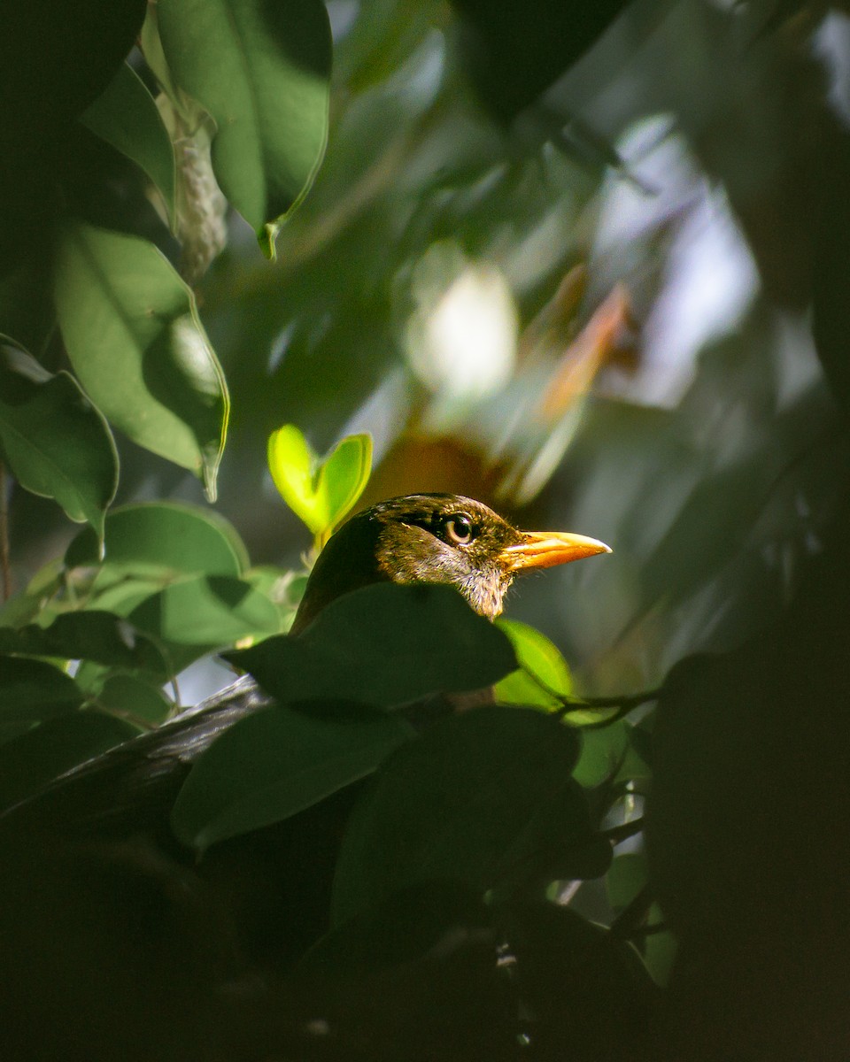 Rufous-collared Robin - ML645894788