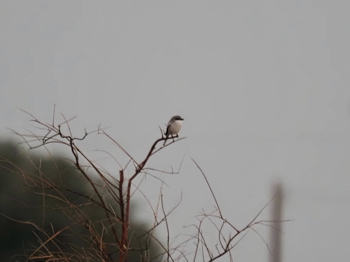 Loggerhead Shrike - ML645894800