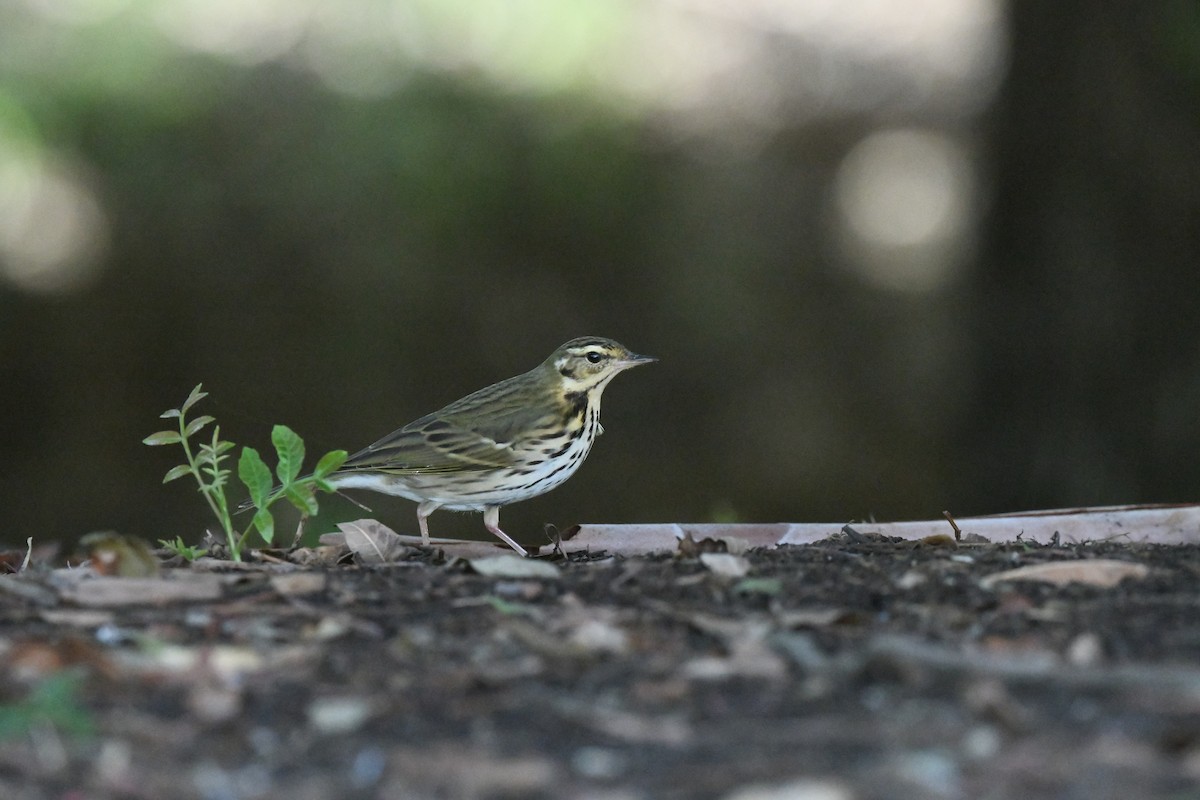 Olive-backed Pipit - ML645894801