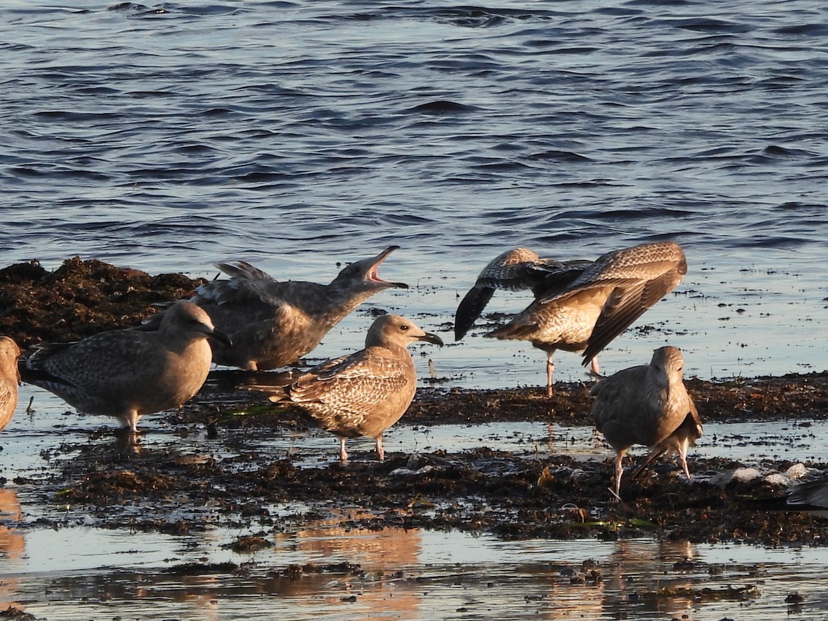 American Herring Gull - ML645894802