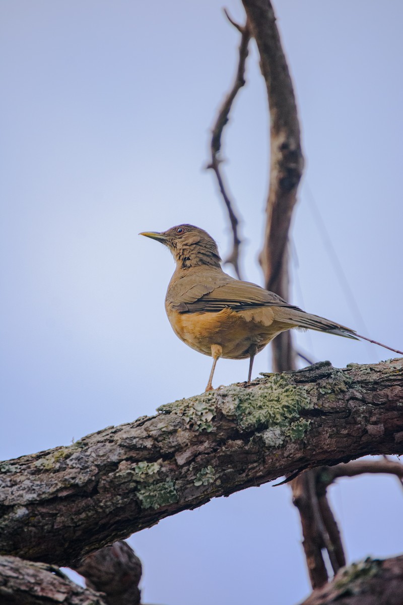 Clay-colored Thrush - ML645894803