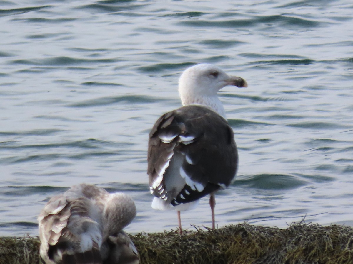 Mugnaiaccio - ML645894805