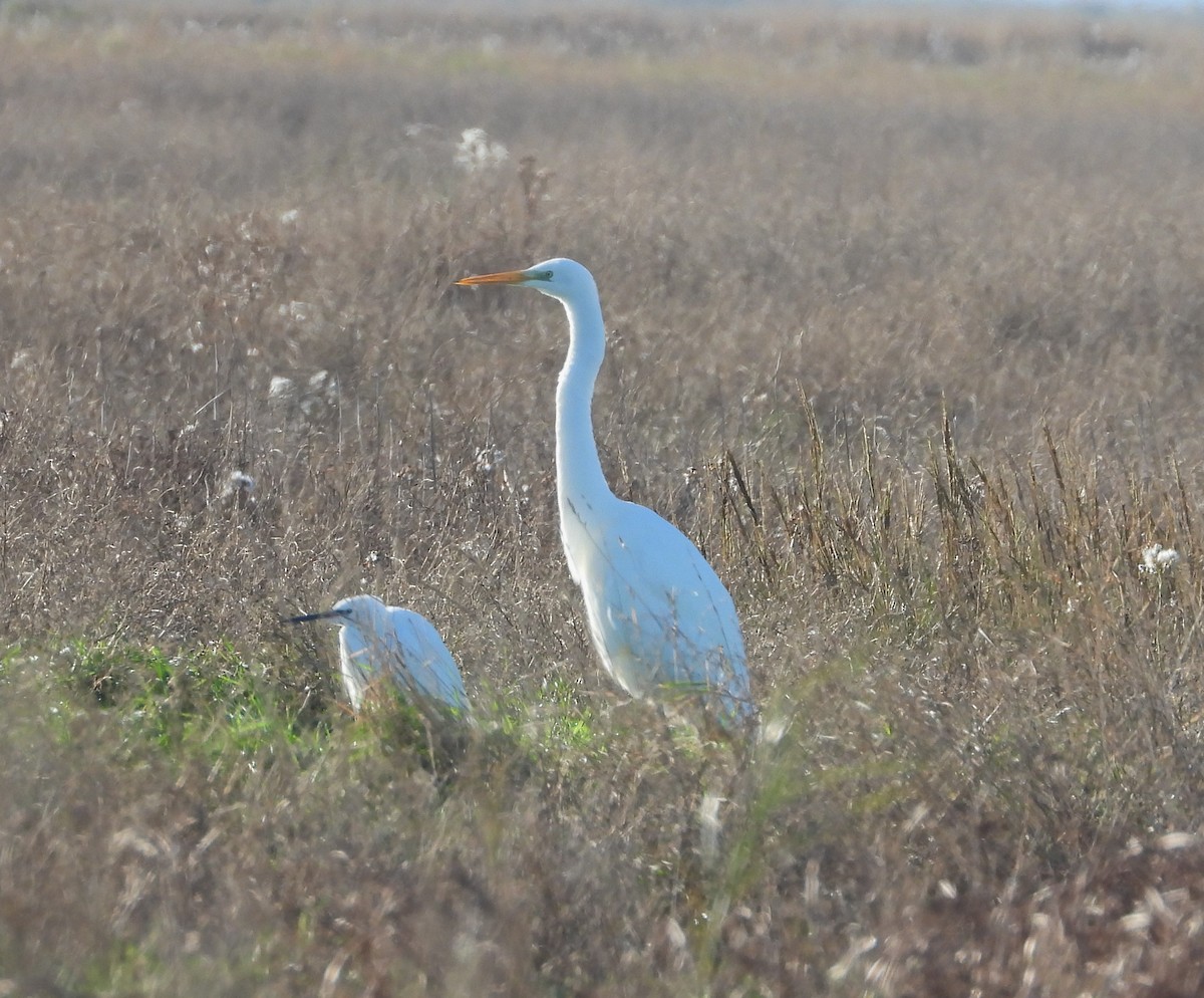 Цасч дэглий - ML645894814