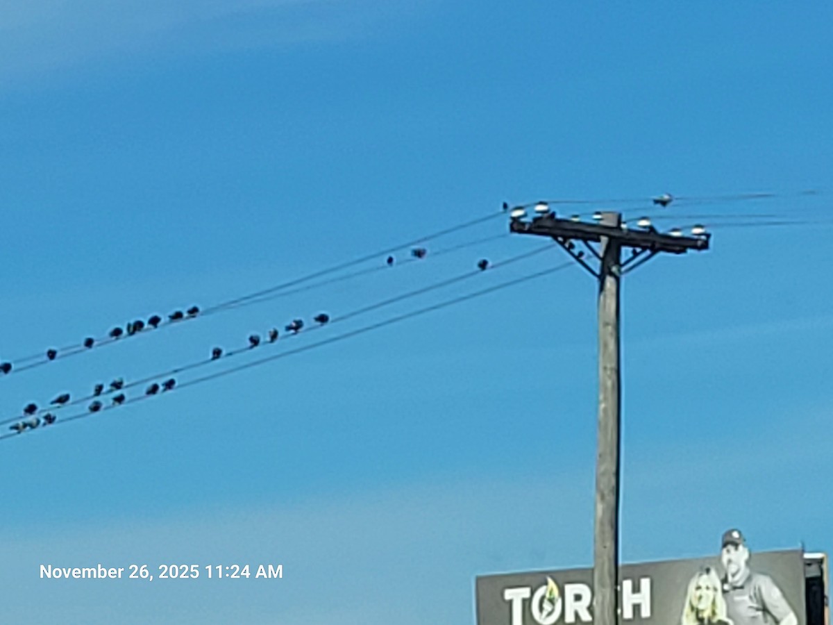 Piccione domestico - ML645894817