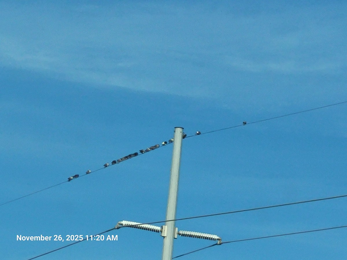 Piccione domestico - ML645894818