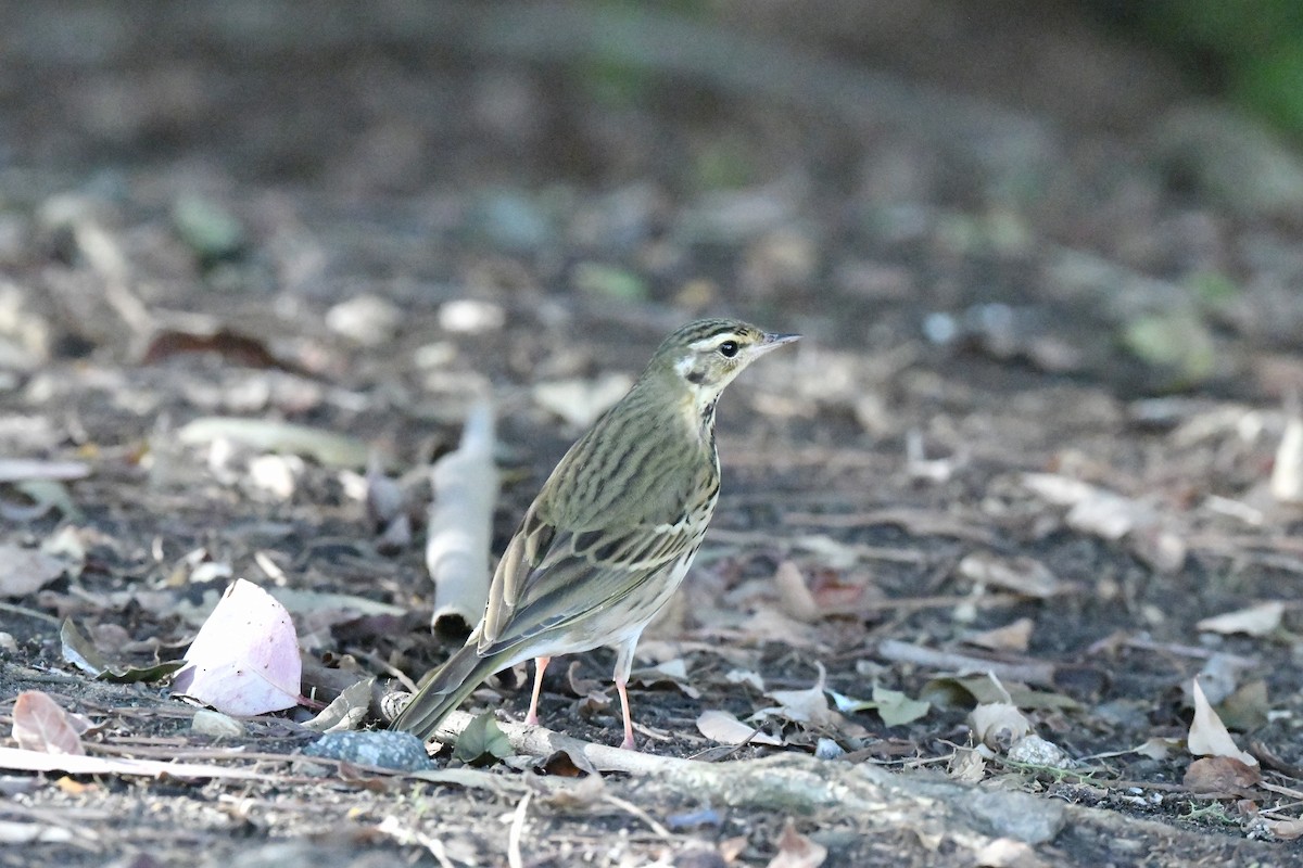 Olive-backed Pipit - ML645894819