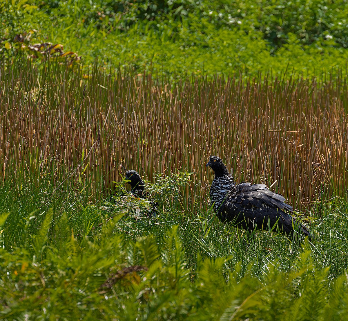 kamiš růžkatý - ML645894838